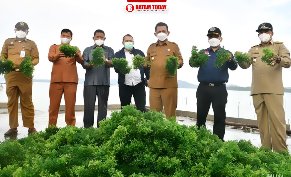 Gubernur Kepri, H. Ansar Ahmad mendorong pengembangan budidaya rumput laut di Kabupaten Karimun